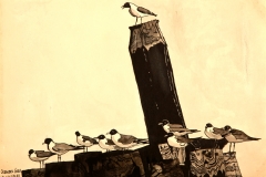 Ocracoke Gulls