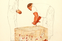 Picking a Fighting Cock